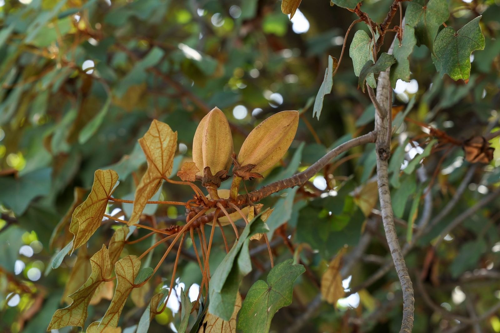 uaem-ultima-esperanza-del-arbol-de-las-manitas-una-especie-emblematica-amenazada