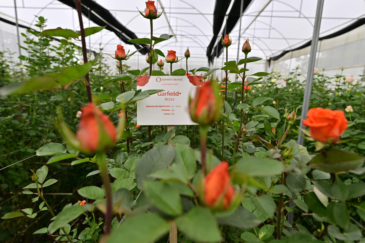 rutas-de-la-flor-y-mezcal-reforzaran-agroindustria-y-el-turismo-en-edomex
