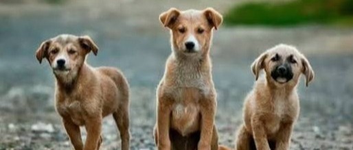 incumple-su-objetivo-ley-de-bienestar-animal-piden-modificacion-protectores-de-animales