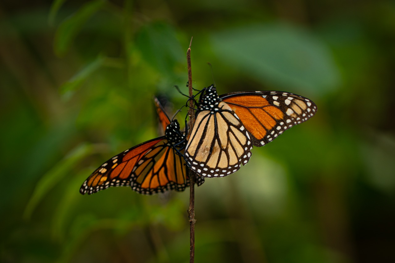 2021-11-11-alistan-reapertura-de-los-santuarios-de-la-mariposa-monarca