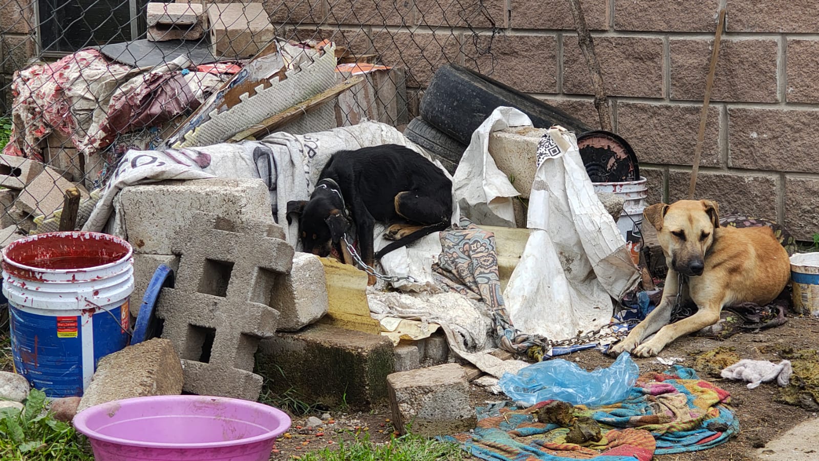 Rescatan a 3 perritos tras denuncia de maltrato en Almoloya de Juárez