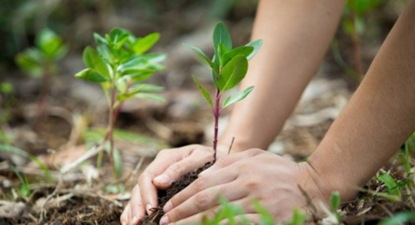 proponen-retomar-proyectos-forestales-en-la-bolsa-mexicana-de-valores