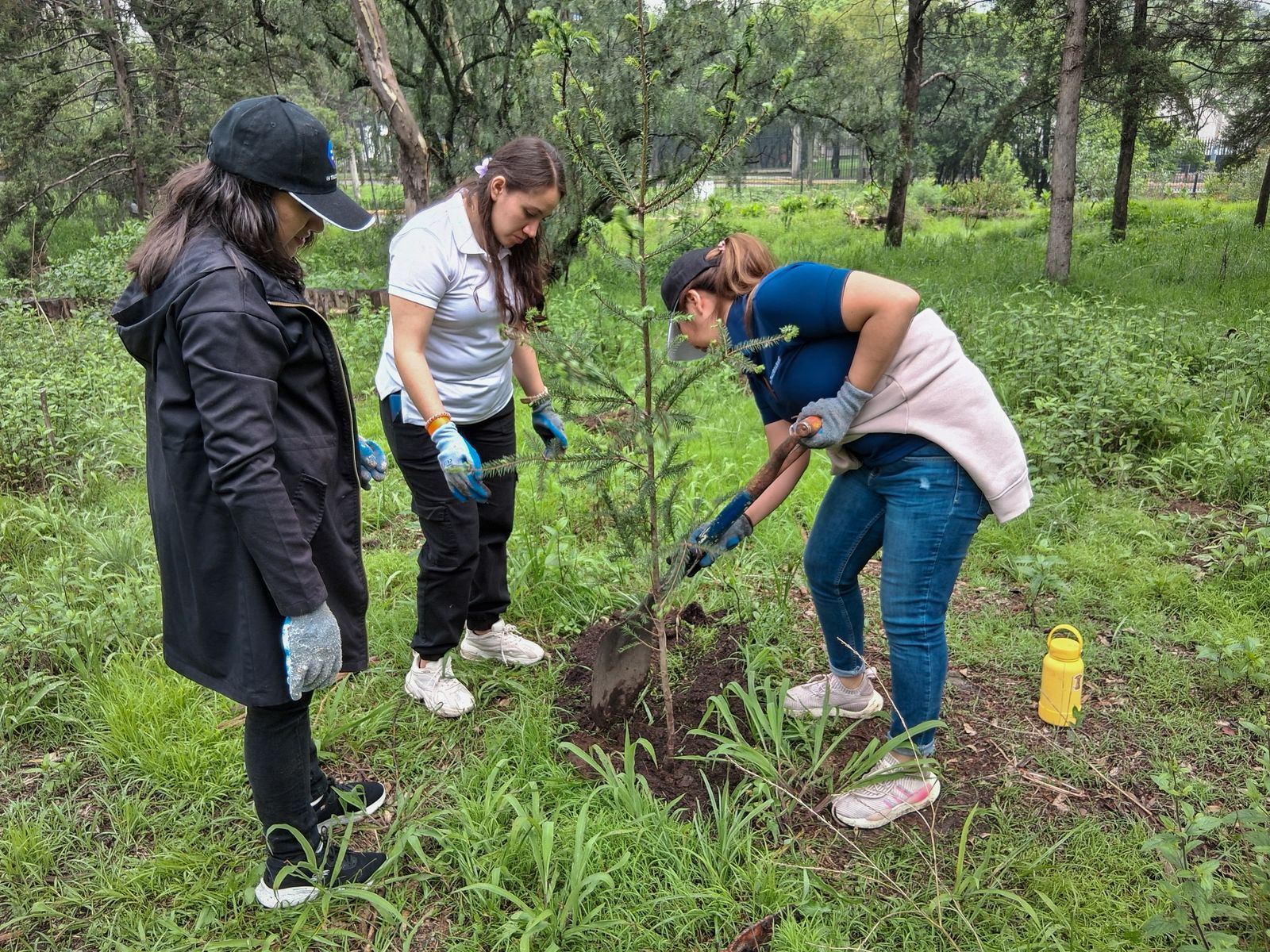 buscaran-revertir-la-perdida-de-bosques-en-naucalpan