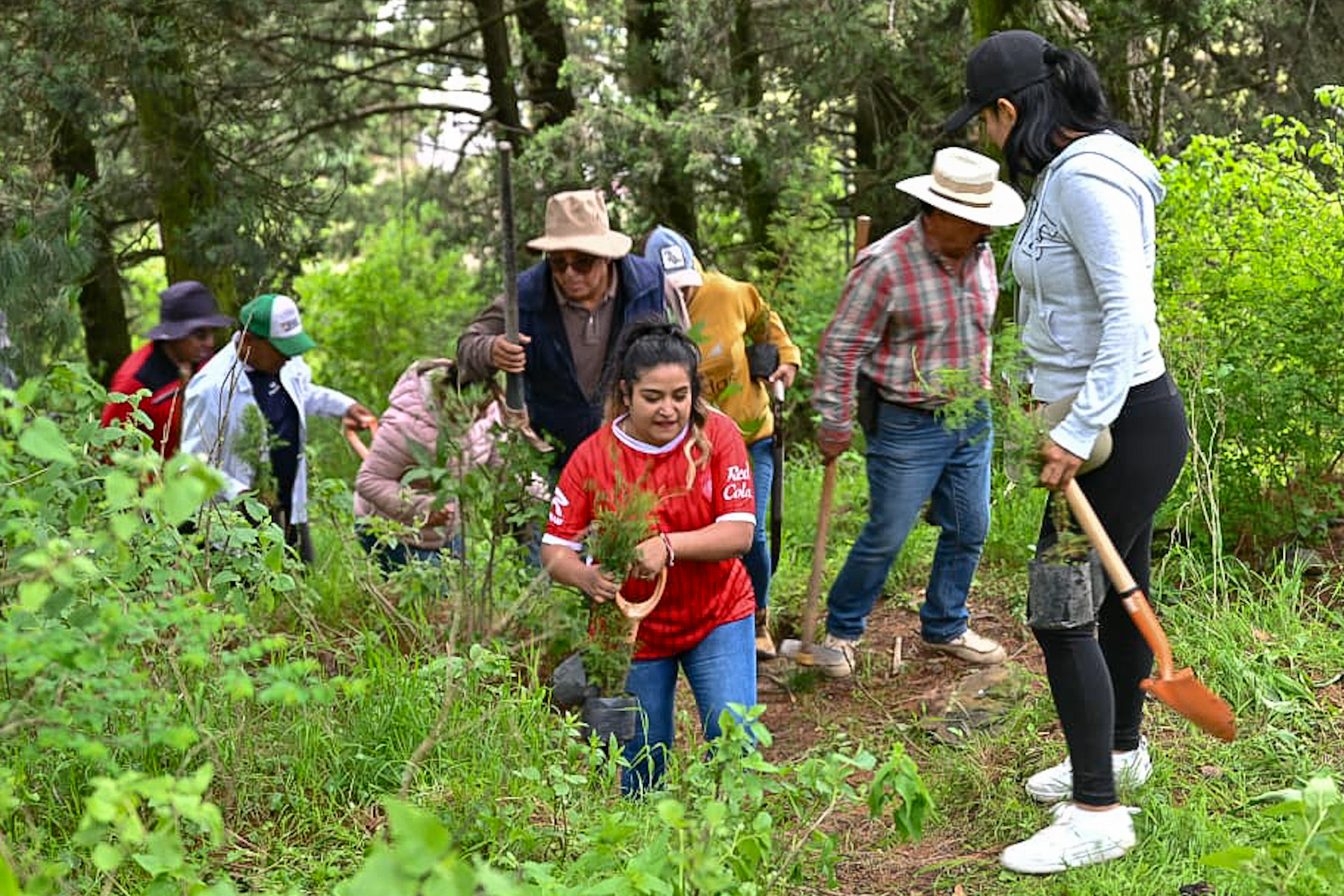 reforestacion-en-ocho-municipios