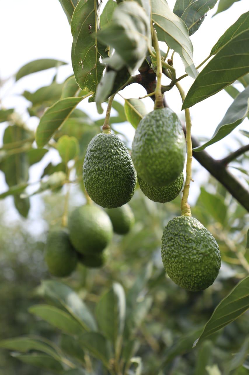 libres-de-plaga-mas-de-10-mil-hectareas-de-aguacate-en-edomex