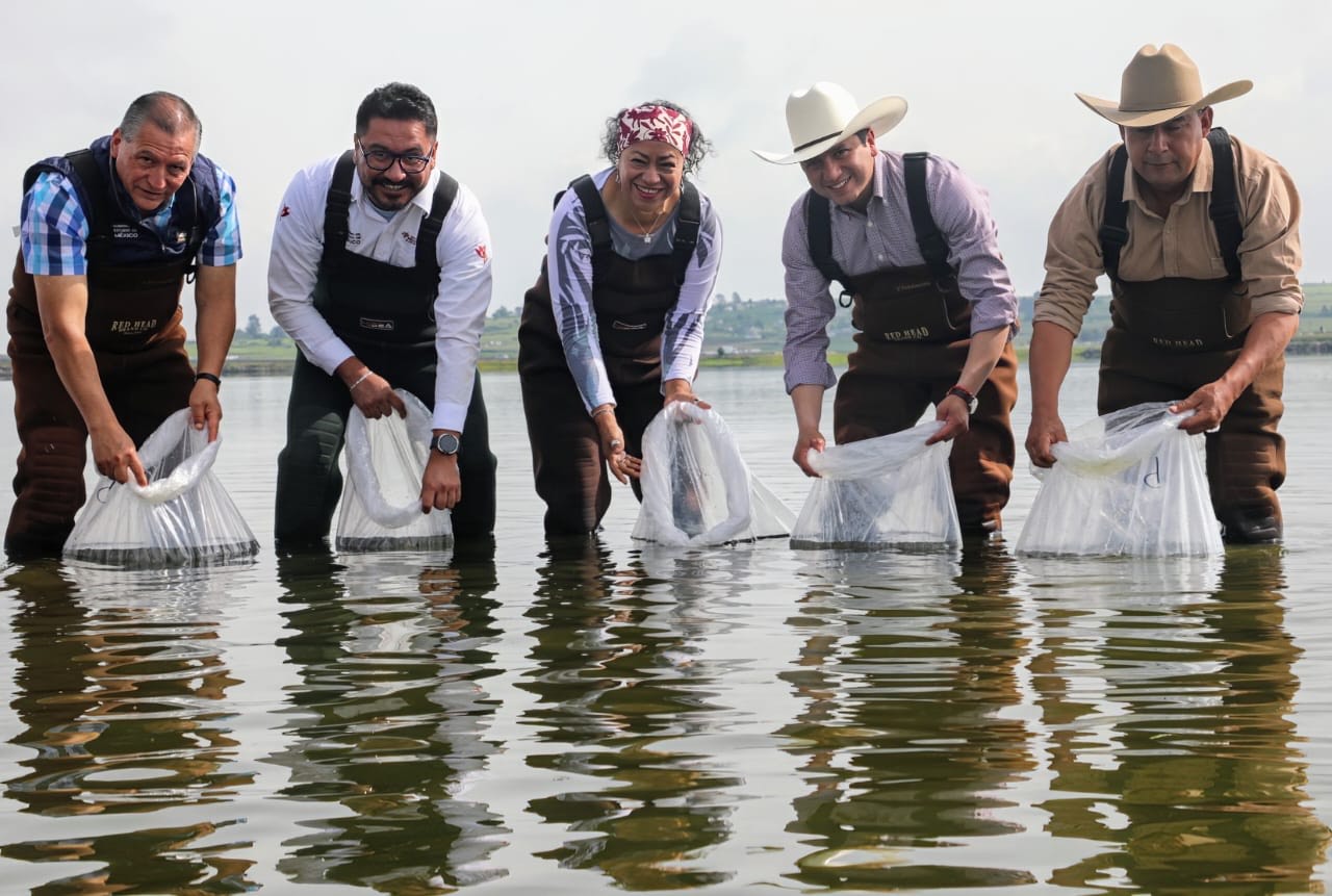 impulsa-secretaria-del-campo-edomex-acuacultura-en-jilotepec-con-558-mil-crias-de-carpa-entregadas-en-2025