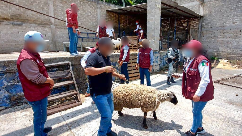 preparado-toluca-para-enfrentar-amenaza-de-gusano-barrenador-afirma-rm