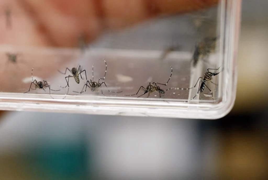 anuncian-jornada-de-lucha-vs-dengue-en-15-municipios