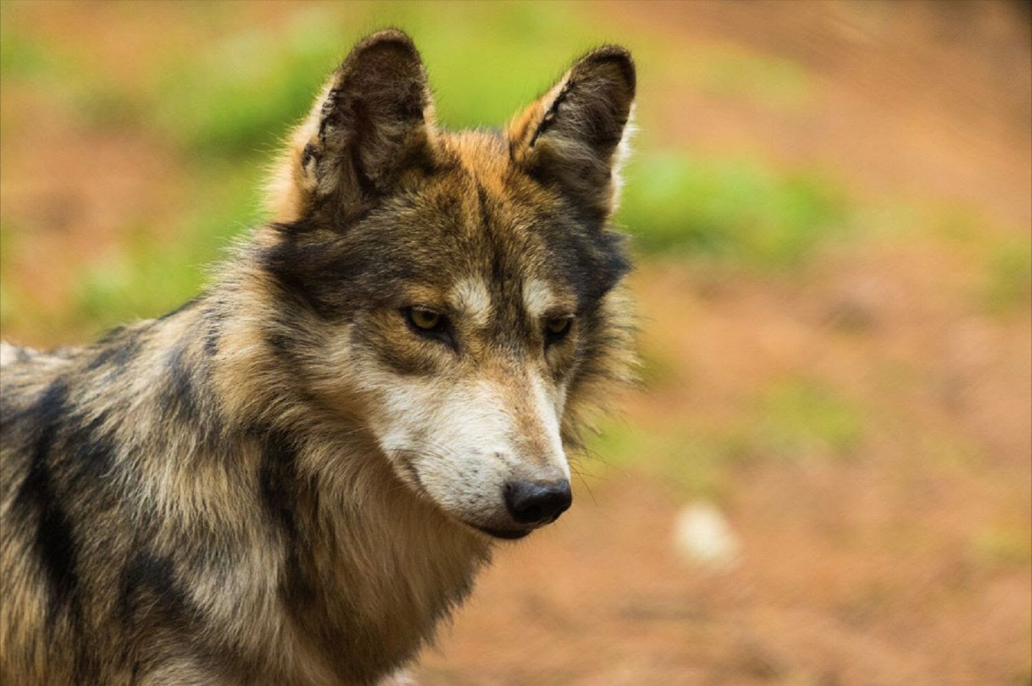 EdoMéx es pilar en la conservación del lobo mexicano: Cepanaf resguarda la mayor población de esta especie en el país