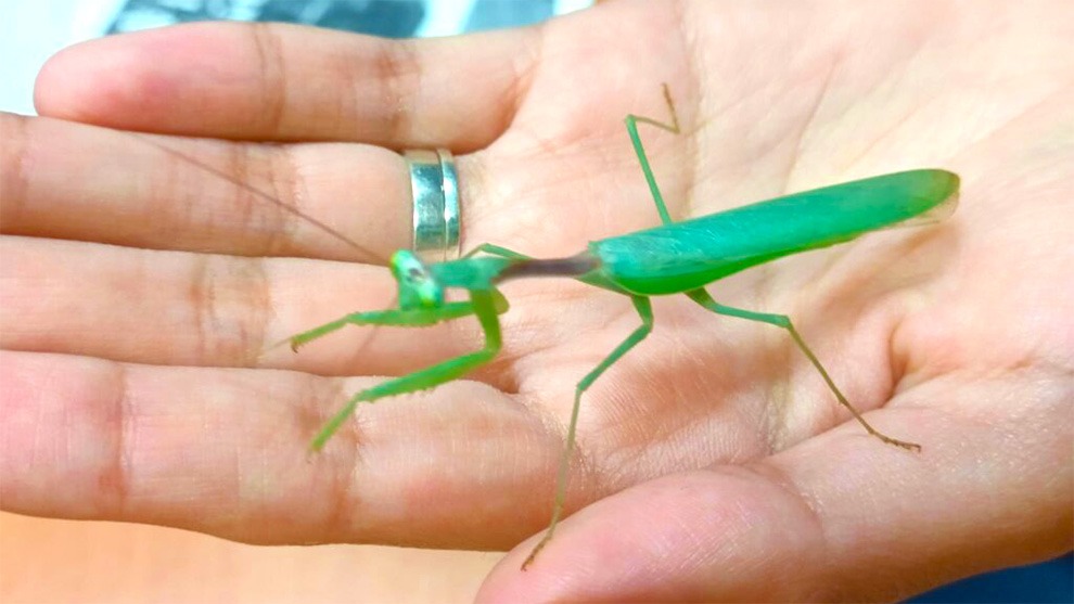 tendran-un-criadero-de-mantis-en-el-cch-naucalpan-por-iniciativa-estudiantil