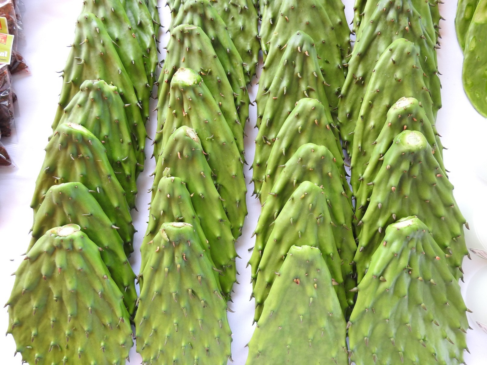 Fortalece la  SeCampo  producción  nopalera  mexiquense
