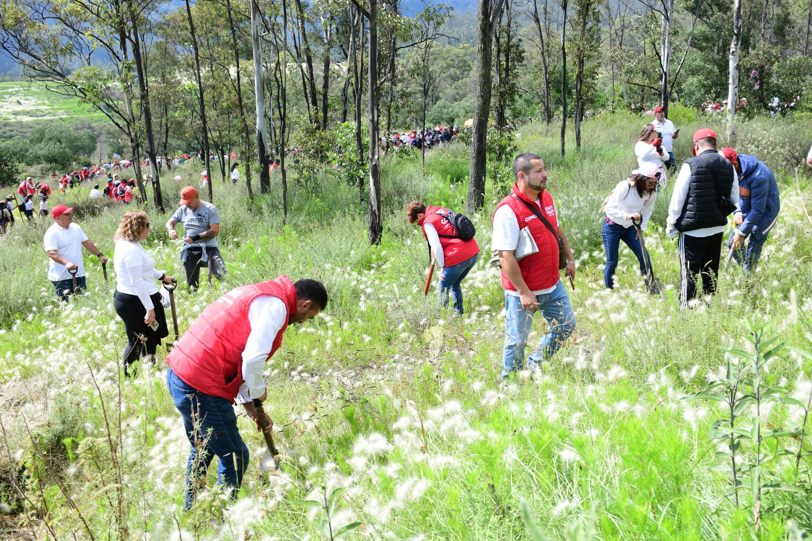 siembran-2-mil-500-arboles-en-la-sierra-de-guadalupe