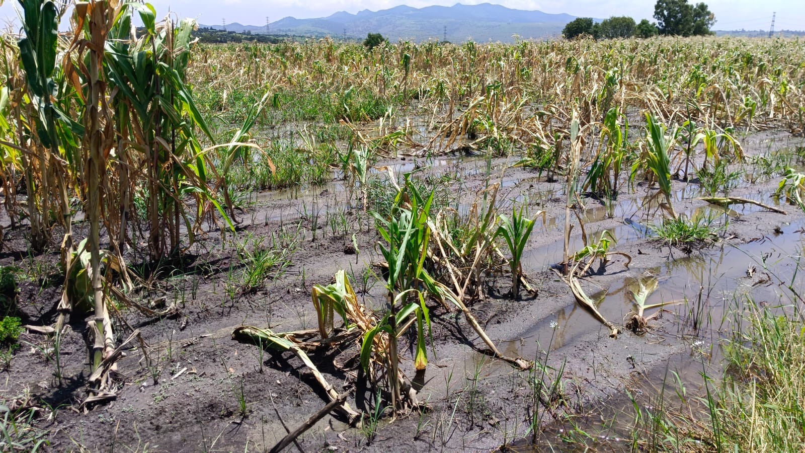 afectados-casi-1000-agricultores-por-lluvias-en-edomex-secampo