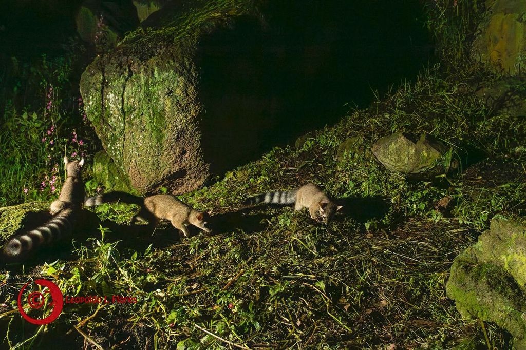 cacomixtles-bebes-en-cu-de-la-uaem-un-hallazgo-esperanzador
