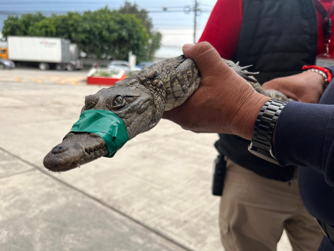 rescatan-a-cocodrilo-en-cuautitlan-izcalli-es-el-3-hallado-en-lago-de-guadalupe