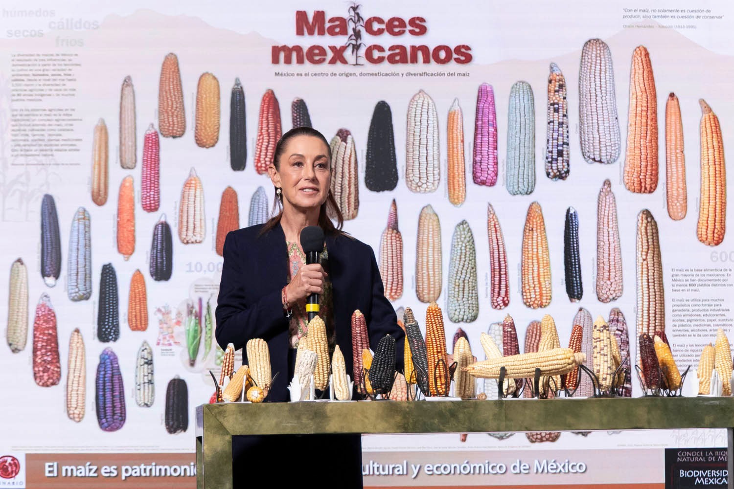 alista-claudia-sheinbaum-plan-para-conservar-el-maiz-nativo-y-apoyar-a-pequenos-productores