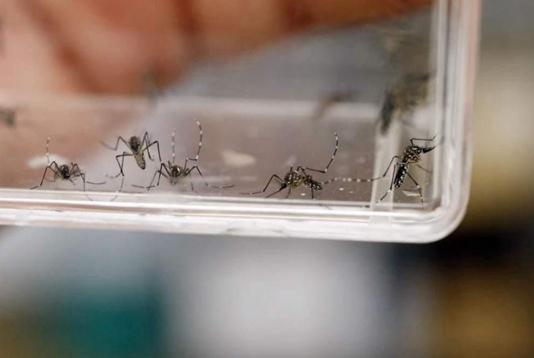 logra-gobierno-del-edomex-disminucion-de-92-en-casos-de-dengue-con-acciones-de-prevencion