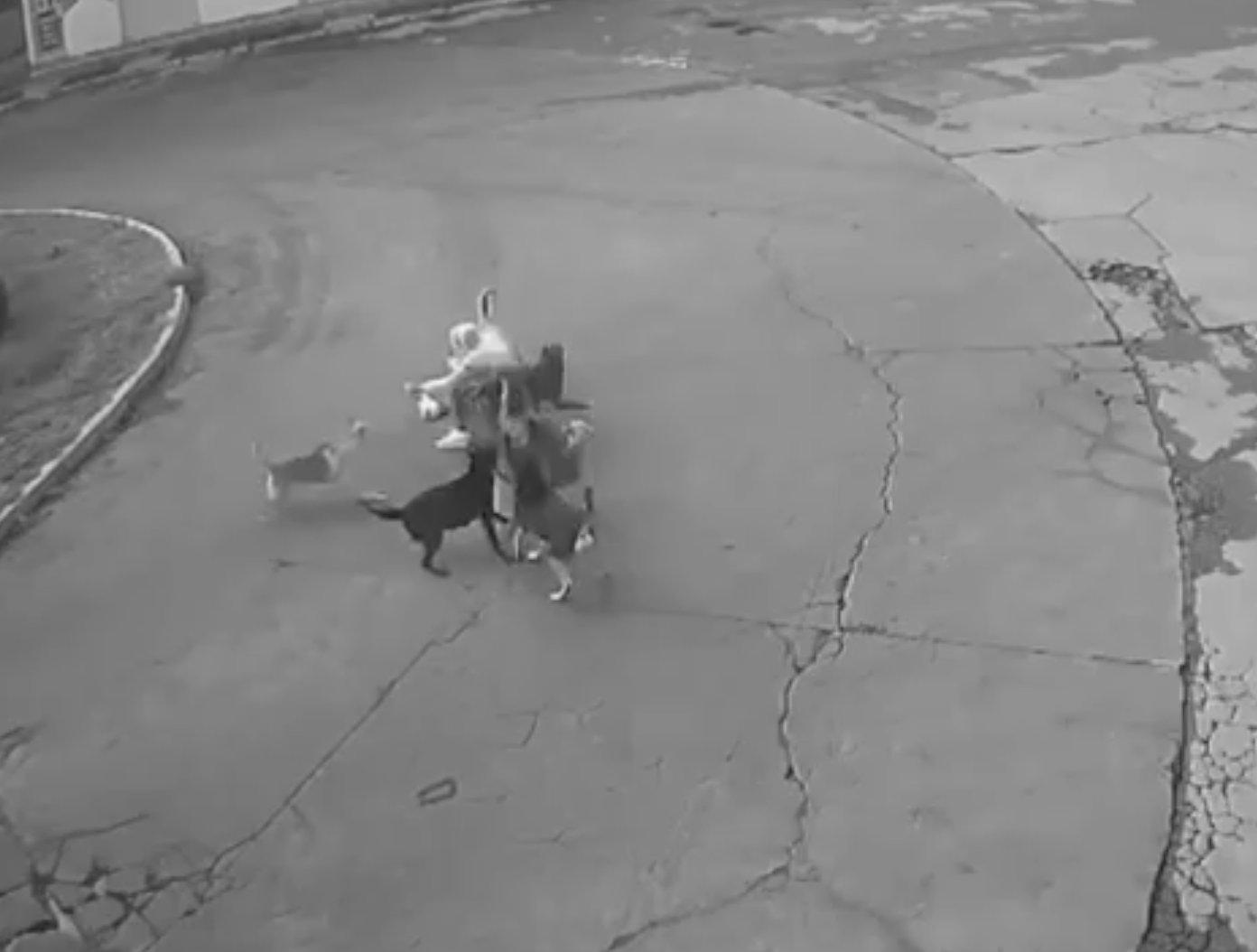 dramatico-rescate-a-una-mujer-atacada-por-perros-queda-grabado-en-camaras-de-vigilancia