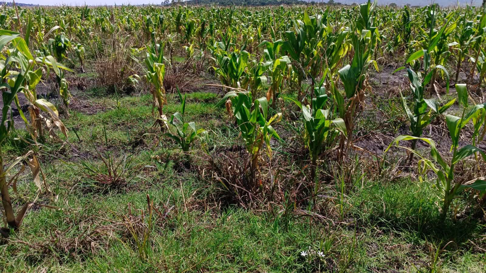 Afectadas   por lluvias   más de 3 mil   hectáreas  de maizales  en Edomex;  cifra podría  incrementar