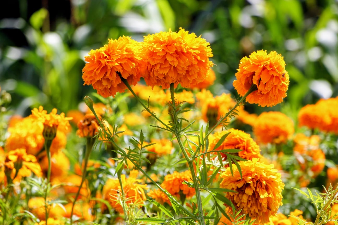 Cempasúchil  mexiquense,  infaltable en la   tradición del  Día de Muertos