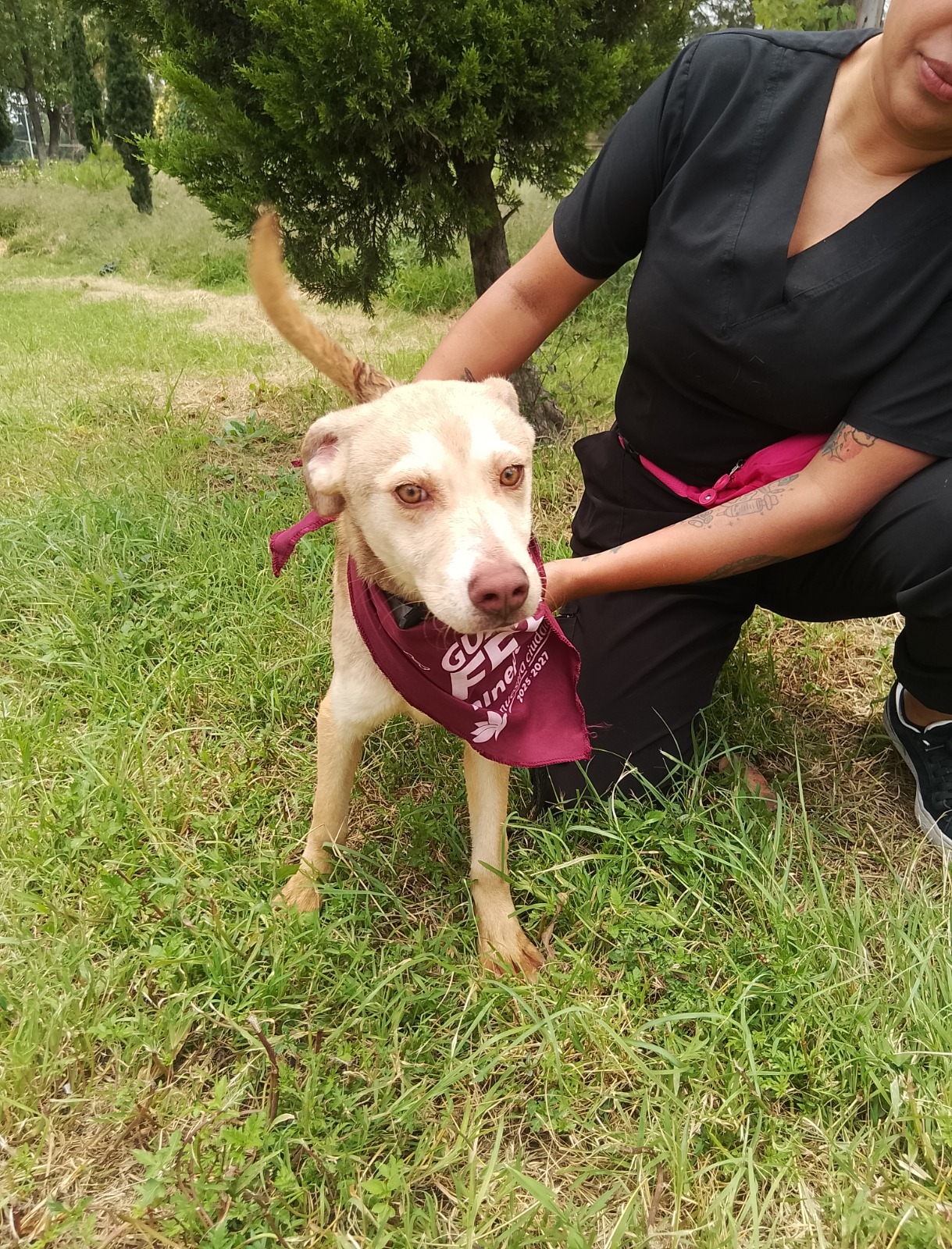 Encuentra un nuevo mejor amigo en la Feria de la Adopción de Tlalnepantla