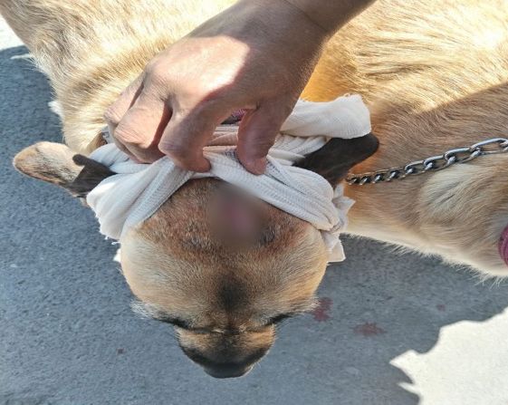 rescatan-a-dos-perritos-victimas-de-maltrato-uno-fue-atacado-con-machete