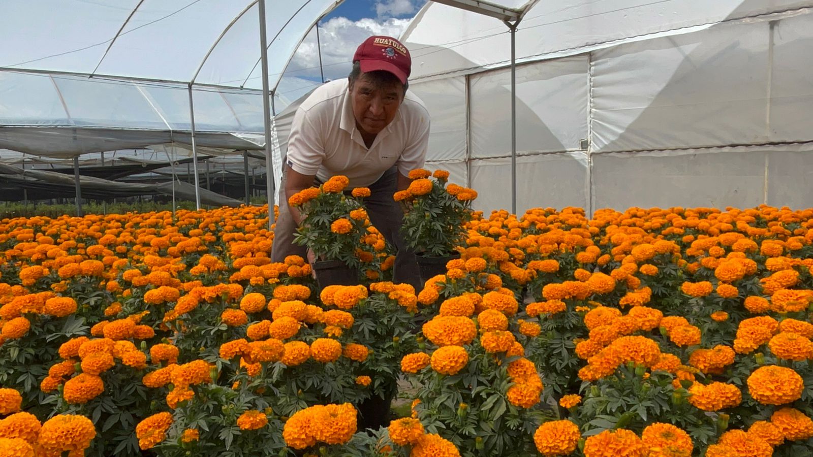 todos-listo-para-colorear-los-panteones-y-ofrendas-con-flor-de-cempasuchil