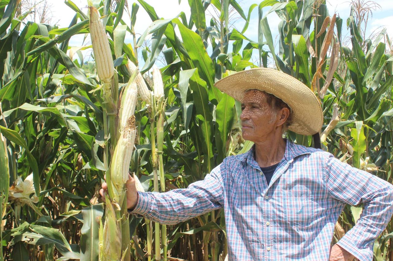 Potencializan conservación y producción del maíz nativo en el Edomex
