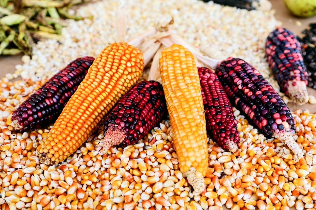 indemniza-el-gem-a-3-mil-900-productores-de-maiz-por-danos-a-cultivos