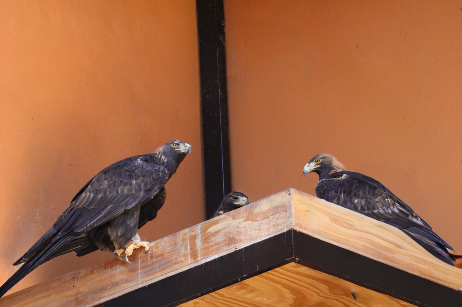 logran-primer-nacimiento-de-aguila-real-en-zacango