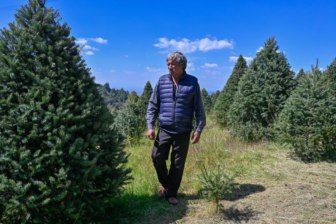 inicia-venta-de-arboles-navidenos-naturales-en-comercios-autorizados-por-probosque