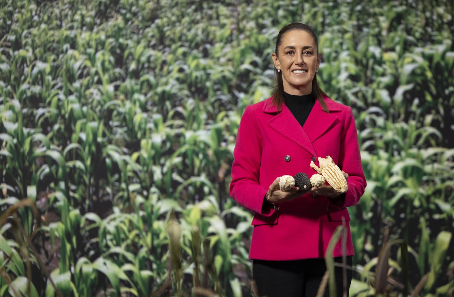 Sheinbaum  presenta la  estrategia  nacional de  rescate al  maíz nativo