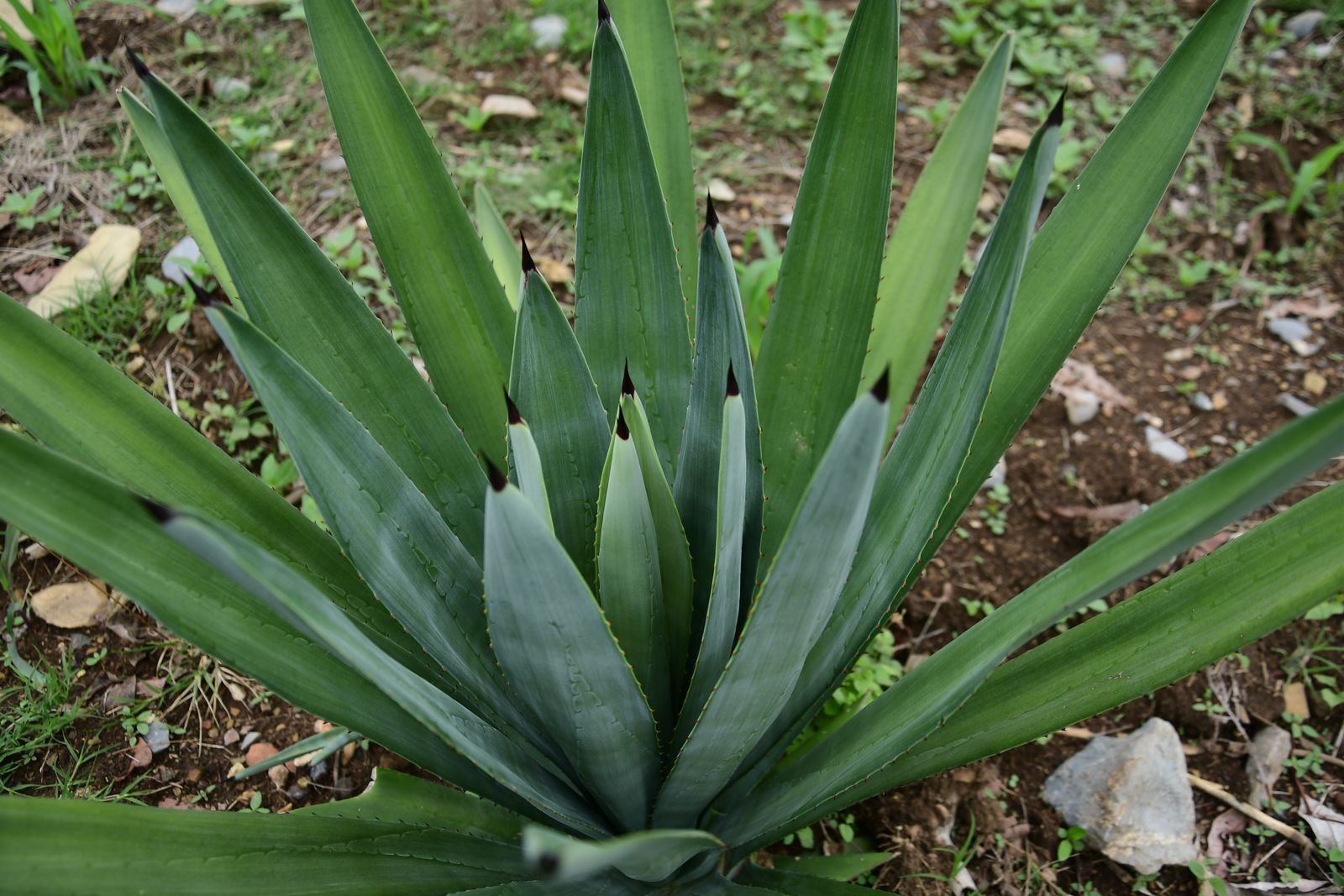 recupera-gobierno-de-delfina-gomez-suelos-degradados-del-sur-del-edomex-con-plantaciones-de-agave-mezcalero