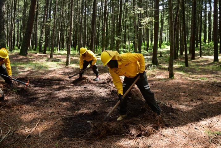reconoce-gobierno-del-edomex-a-la-protectora-de-bosques-por-excelencia-en-servicios-forestales