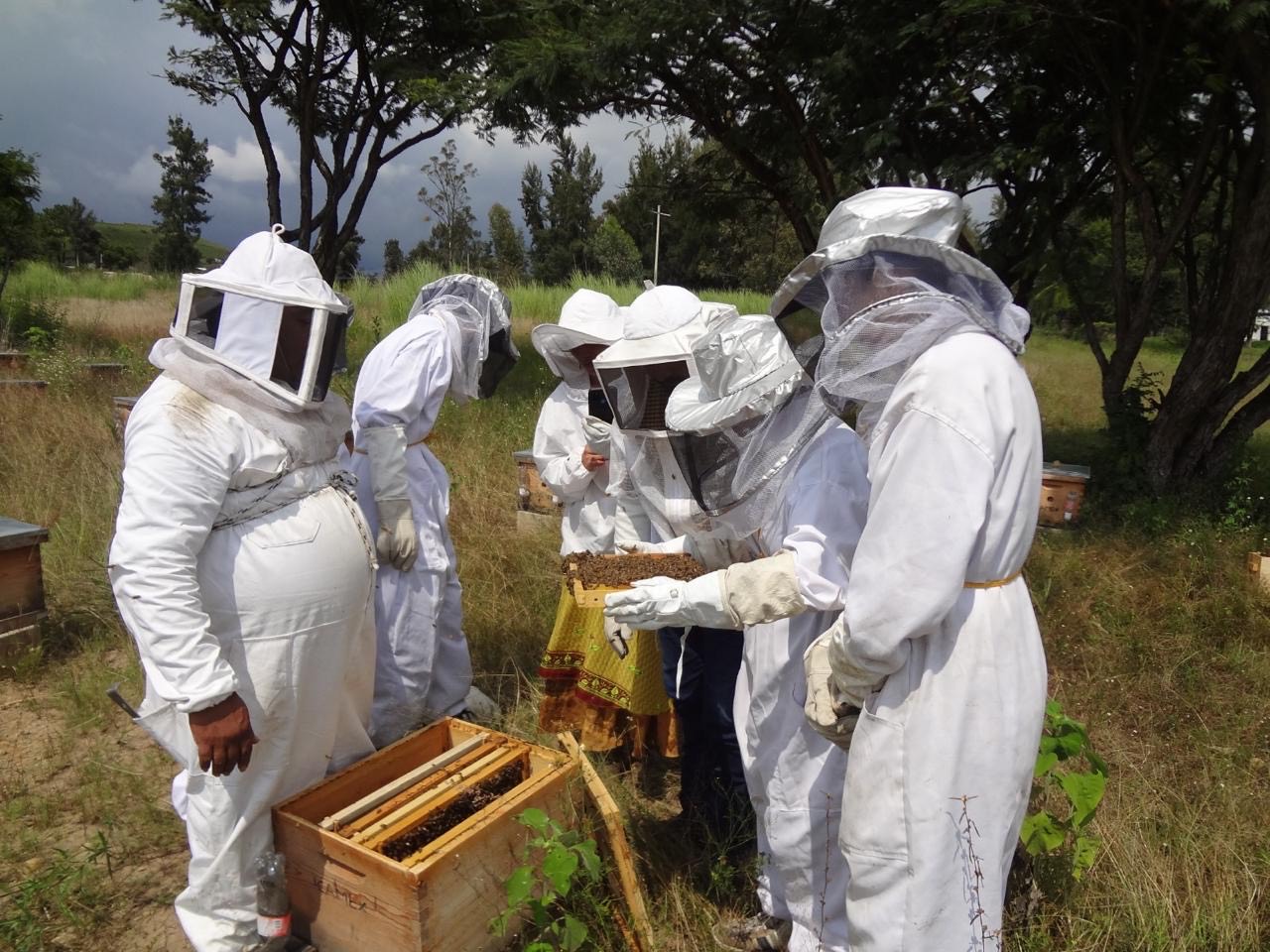 Impulsan la  actualización  tecnológica  en apicultura   mexiquense