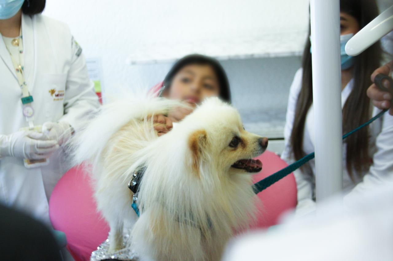 perritos-daran-acompanamiento-emocional-a-ninas-y-ninos-que-reciban-tratamiento-odontologico-en-el-imiem