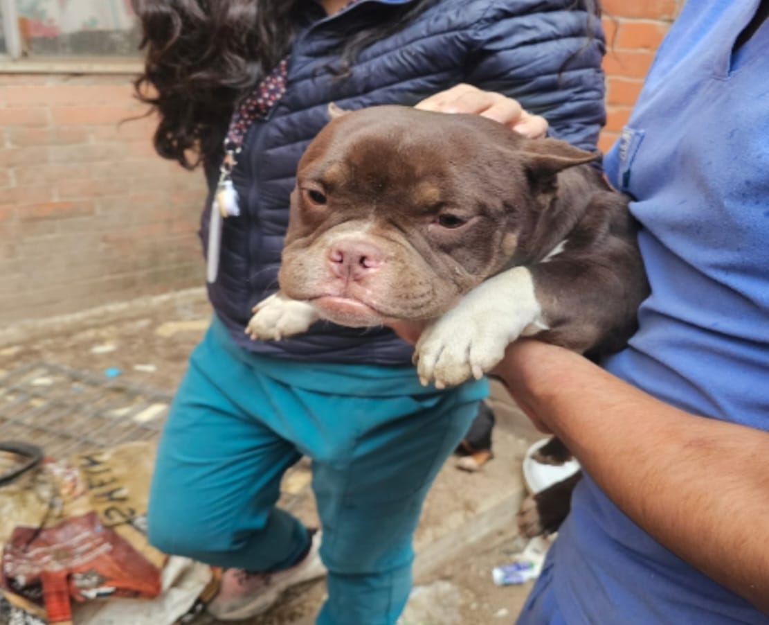 Fiscalía del Edoméx rescata a once perros por presunto maltrato en Cuautitlán Izcalli