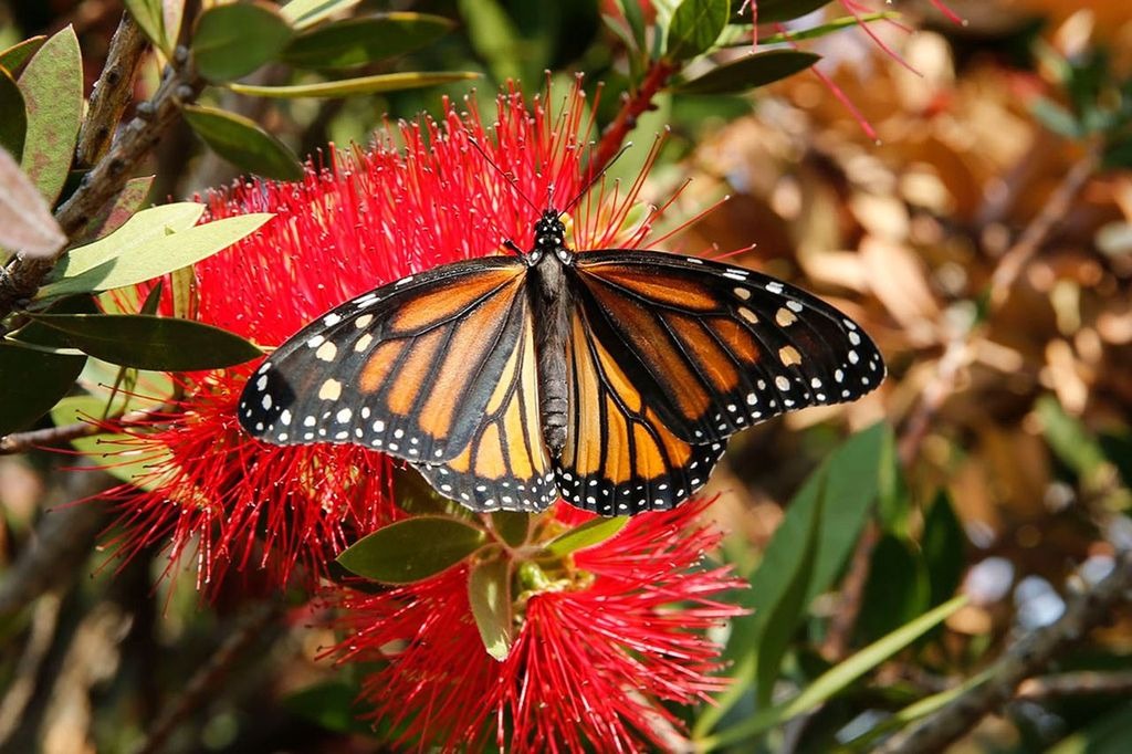 Biologa de la  UAEM revela  claves para  conservar  a la mariposa  monarca pese  a urbanización