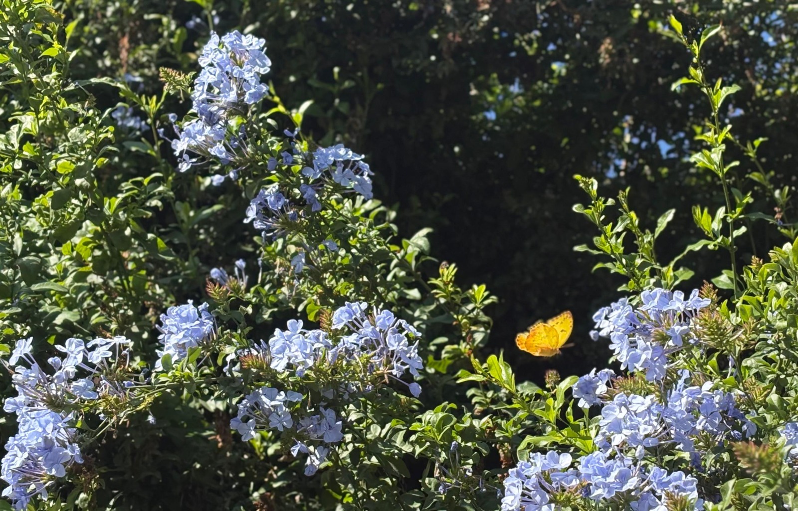 ¡Ven a observar mariposas en Ecatepec durante estas vacaciones!