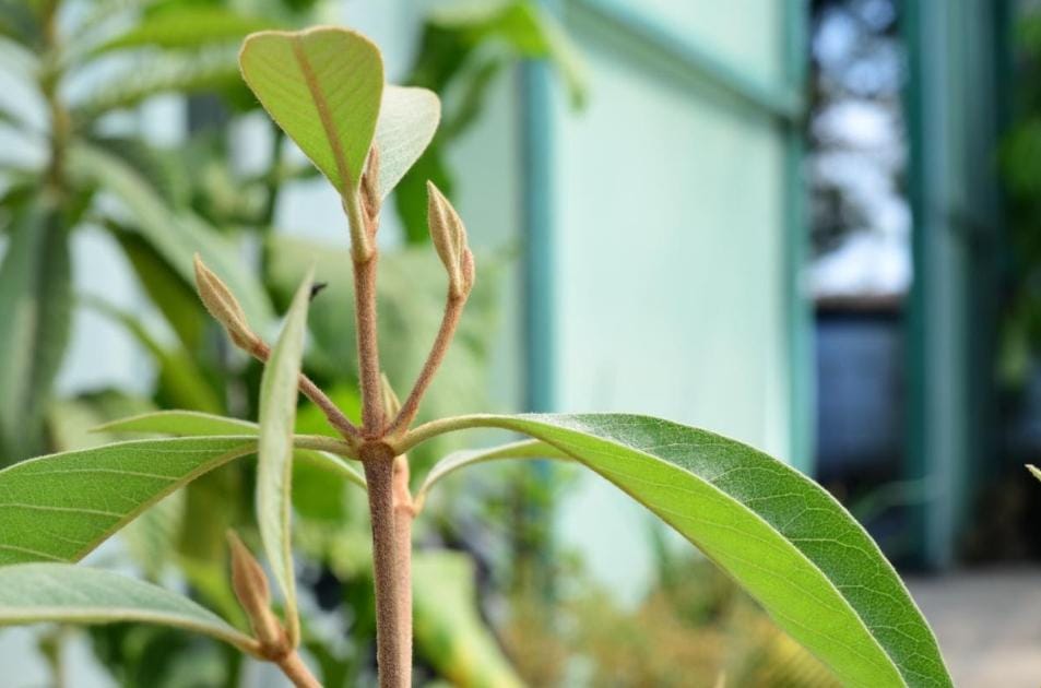 Reactiva Gobierno del EdoMéx producción de nanche y abre nueva etapa en reforestación frutal