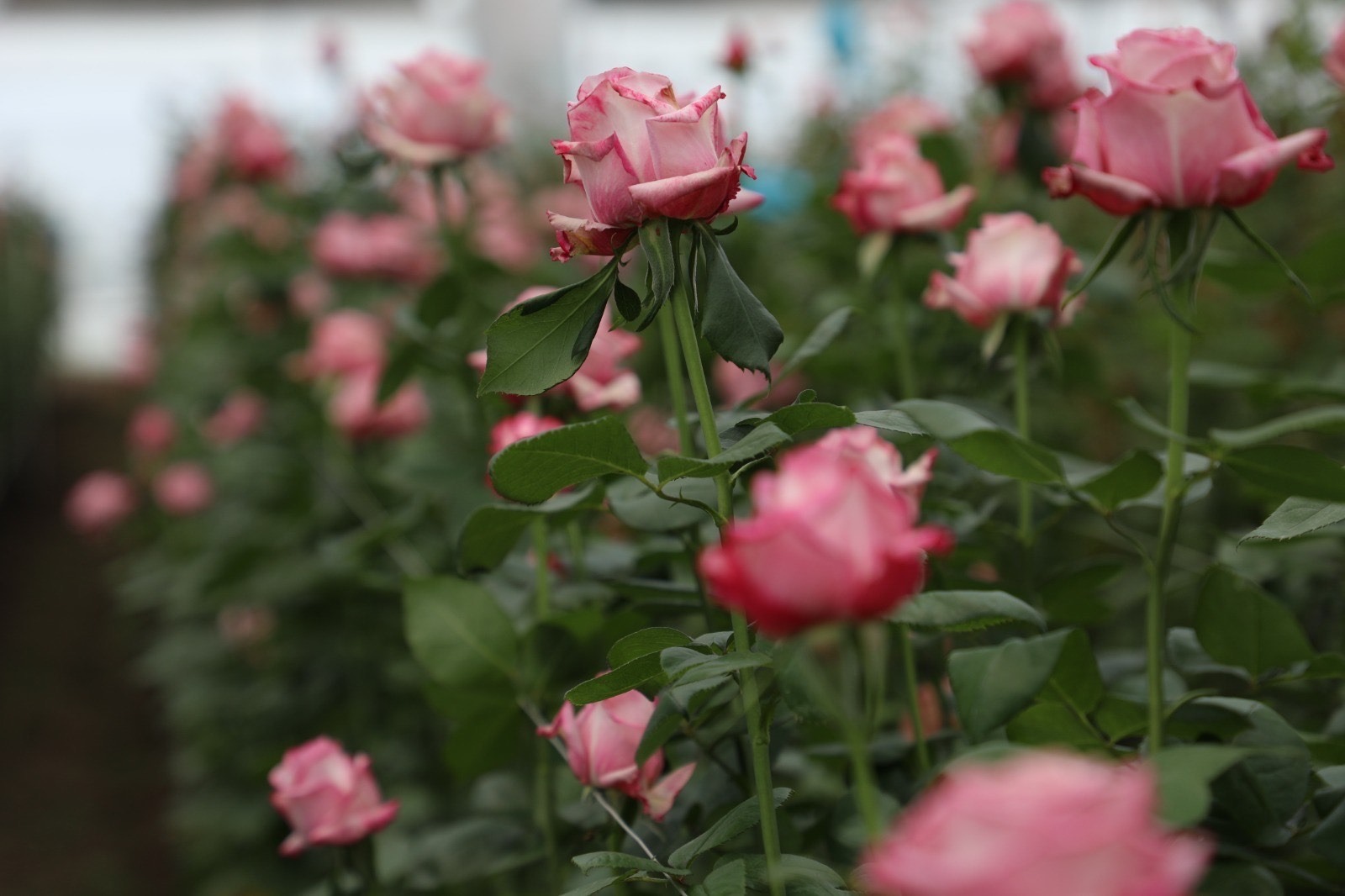 con-mil-139-hectareas-sembradas-floricultores-del-edomex-iluminaran-festejo-a-la-guadalupana