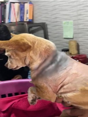 Detienen a sujeto que se viralizó por atacar a un perrito con machete