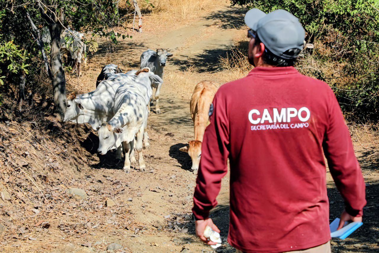 crean-cerco-para-evitar-propagacion-del-gusano-barrenador-en-zona-sur-del-edomex