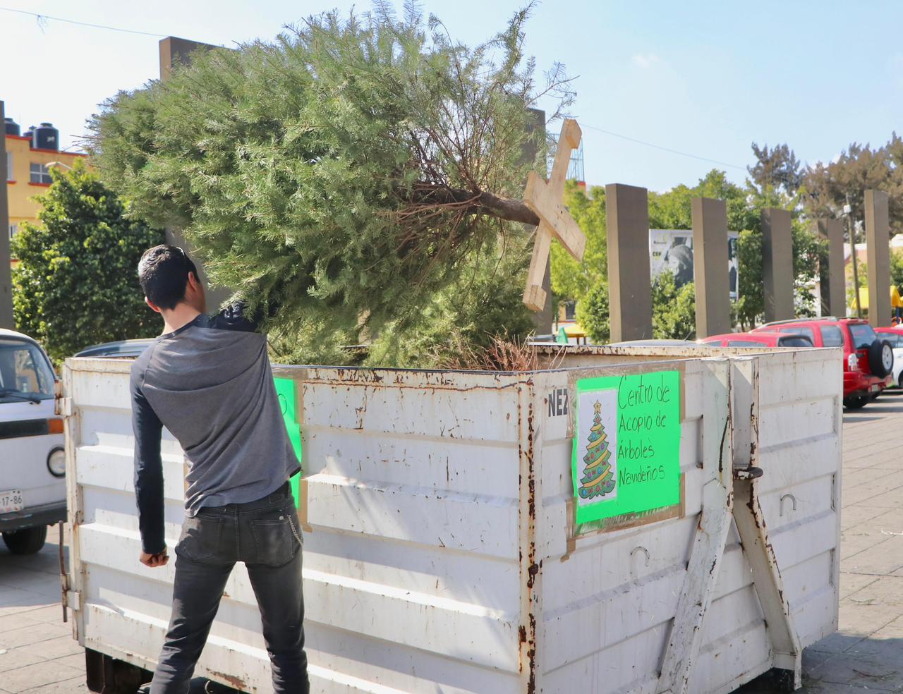 Instalan centros de acopio de árboles de navidad en Nezahualcóyotl