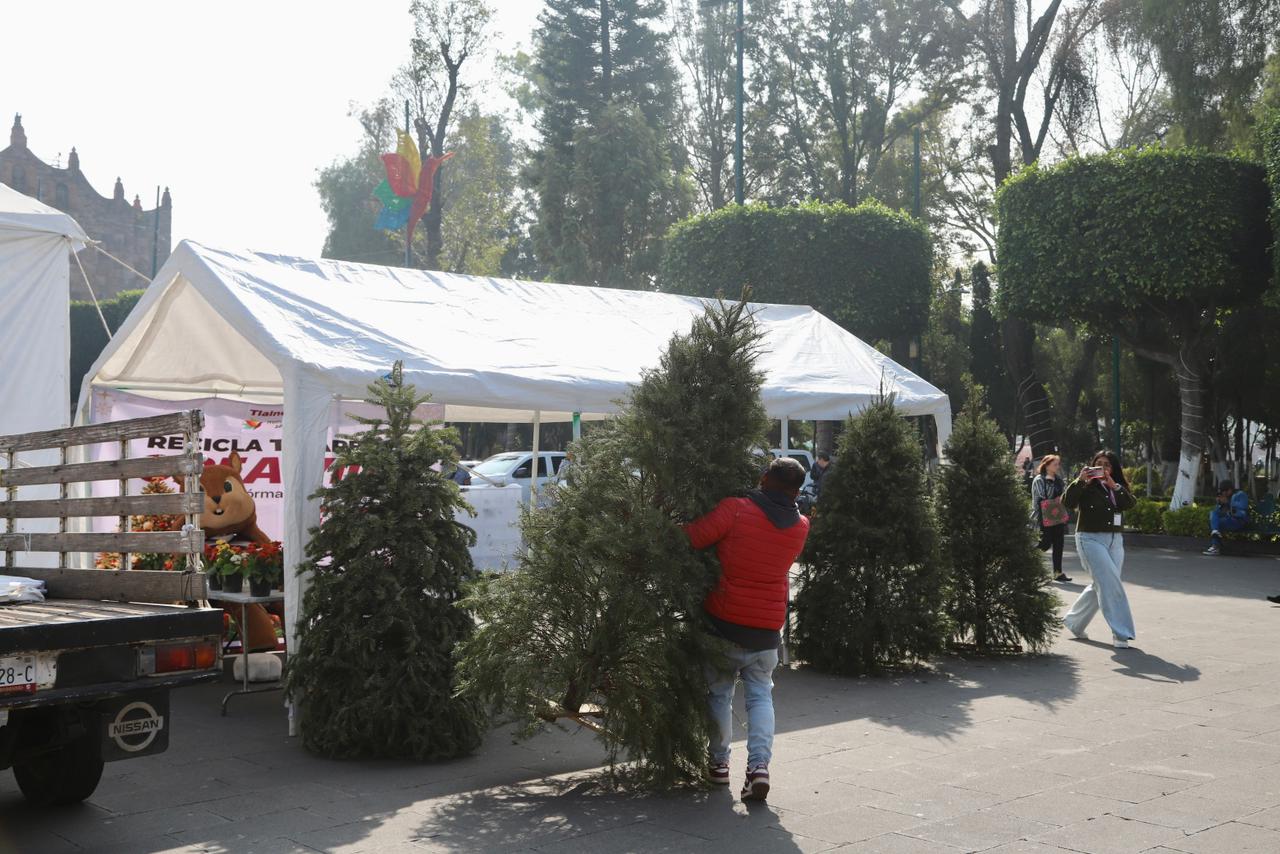 implementan-reciclaje-de-arboles-navidenos-naturales-en-el-centro-de-tlalnepantla