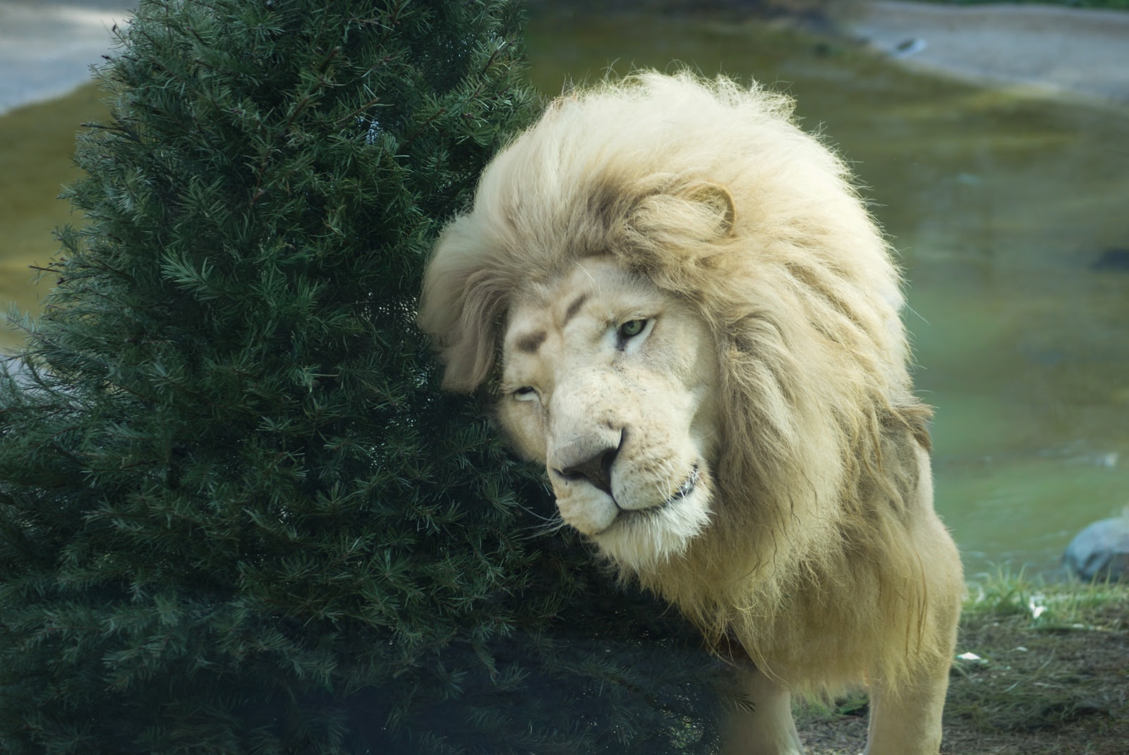 da-un-regalo-a-huespedes-de-zacango-lleva-tu-arbol-de-navidad-natural-para-su-diversion