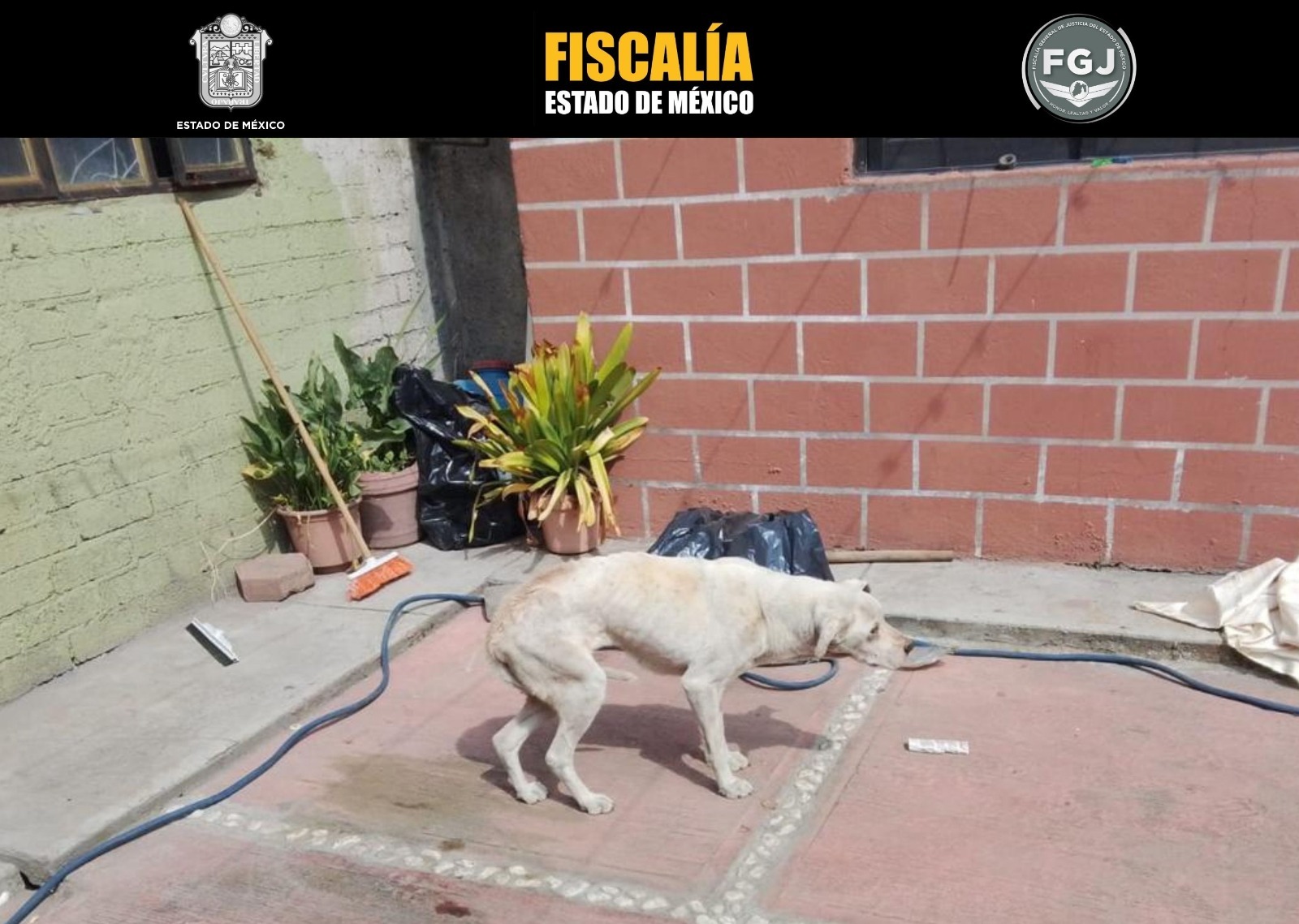 rescatan-a-un-perrito-maltratado-en-lerma-presentaba-desnutricion