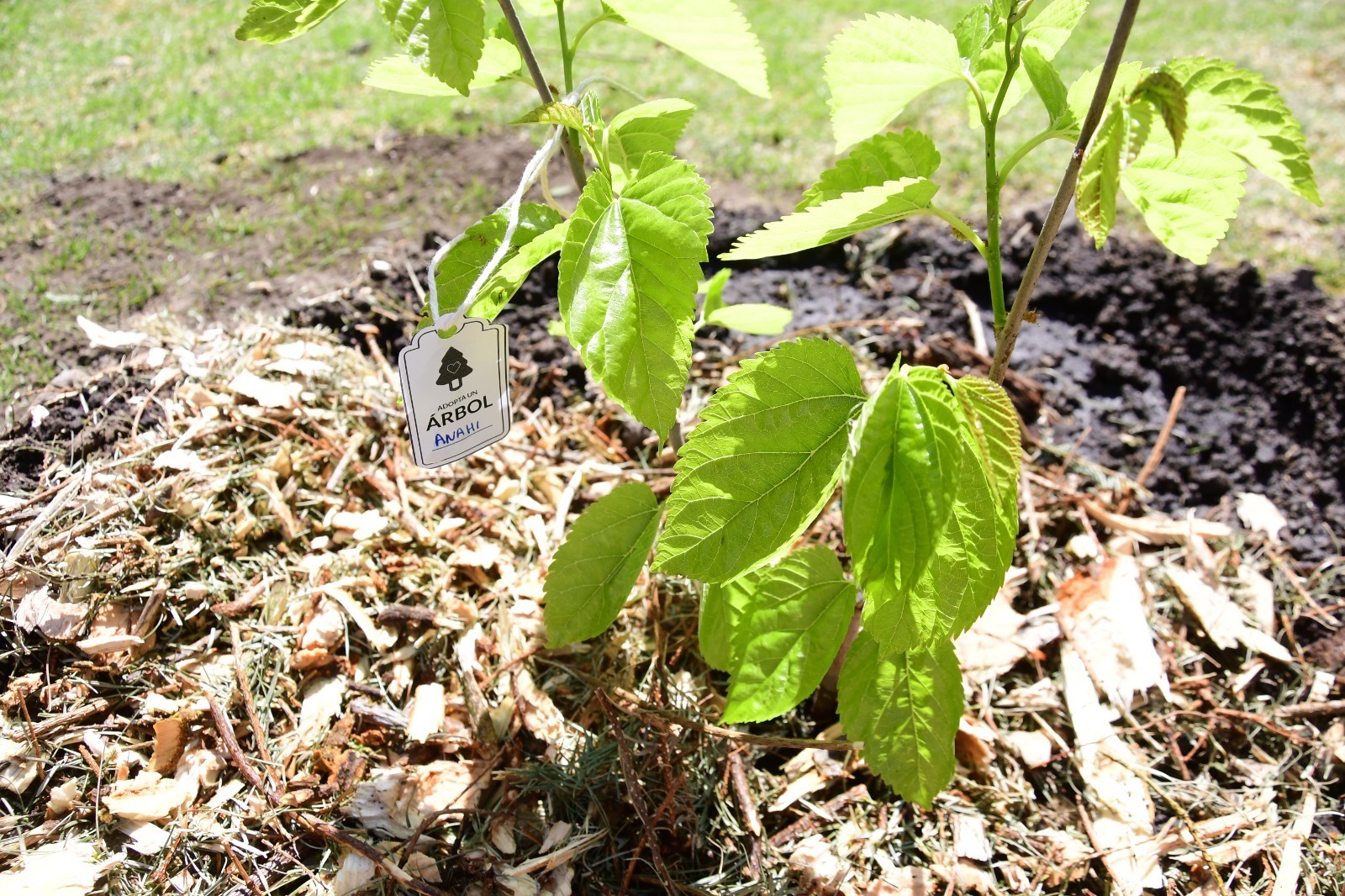 obsequiara-probosque-un-arbol-por-cada-hijo-recien-nacido-a-las-familias-mexiquenses