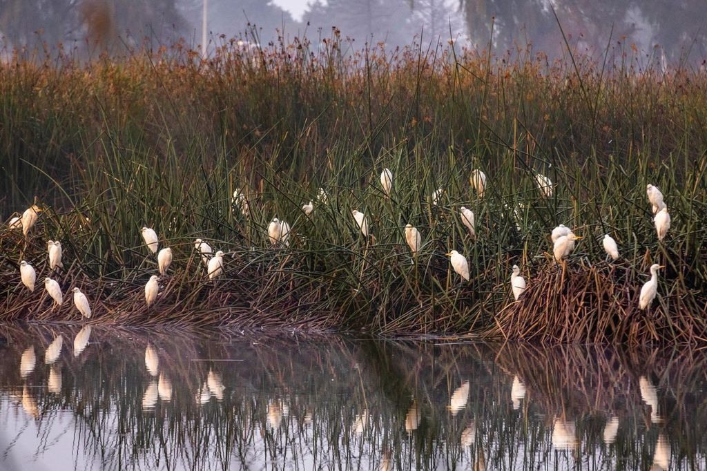las-maravillas-de-la-uaem-el-humedal-que-resguarda-el-tesoro-ecologico-del-edomex
