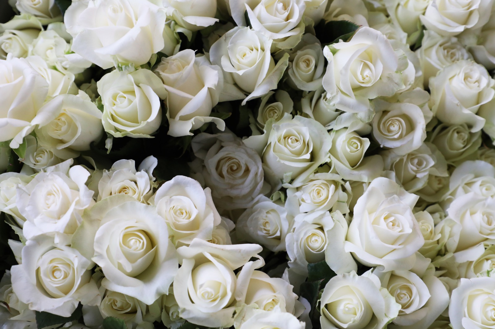 cultivan-amor-floricultores-mexiquenses-para-regalar-a-quien-amas